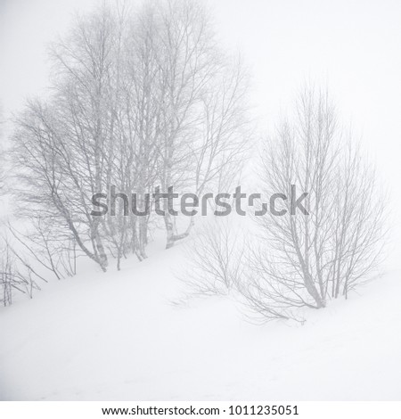 Bush in the fog during the snow