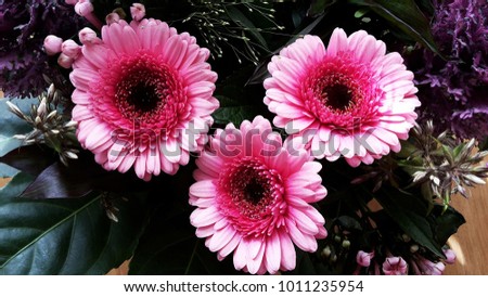 
Close up of Gerbera farben flowers. It is very popular and widely used as a decorative garden plant or as cut flowers. 
