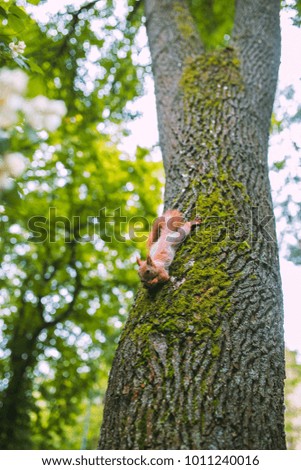 Squirrel holding walnut on the old oak tree covered with green moss. Spring outdoor. 