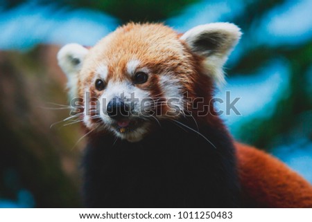 Image of a chinese Red lesser panda, the red bear-cat bear eating bambusa looking in camera on nature background