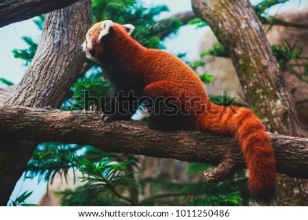 Image of a chinese Red lesser panda, the red bear-cat bear eating bambusa looking in camera on nature background