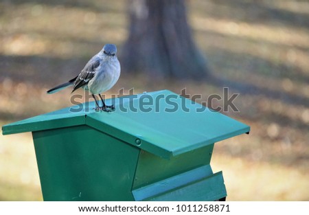A single Mocking bird (Mimus polyglottos) standing on the roof of green bird house on the background of big tree and garden, Winter in Georgia USA.