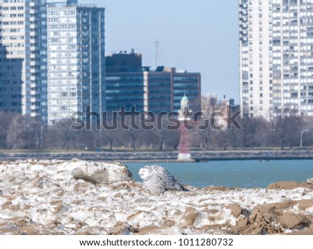 Wildlife photograph of a beautiful female snowy owl sitting on the edge of snow sand and ice along Lake Michigan at Montrose Beach in Chicago with water and buildings in the background.