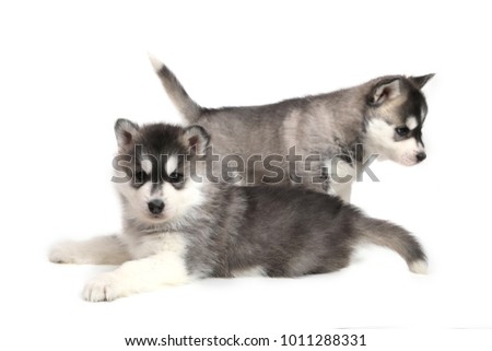 Cute puppies Siberian husky black and white