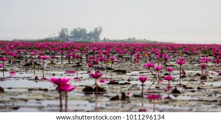 Red lotus in the lagoon  Attraction in Udon Thani, Thailand