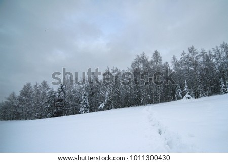 White winter landscape in the forest. View after snowfall.