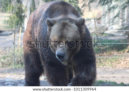 grizzly bear are very large animals which are threatened from trophy hunting and habitat loss