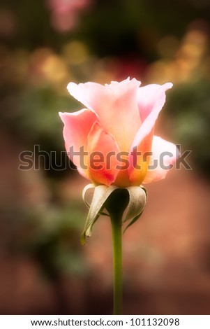 Soft focus on single pink rose with blurry background and vignetting effect.
