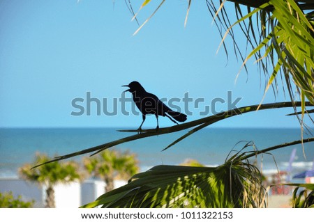 Singing bird silhouette on palm tree with ocean and blue sky background