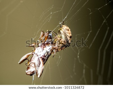 Tiny small spider with prey from macro photography with blurry background 