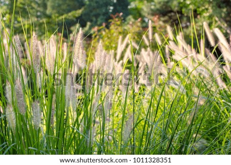 A set of green grass