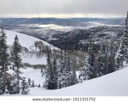 Winter mountain forest