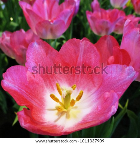 tulips in the garden Royalty-Free Stock Photo #1011337909