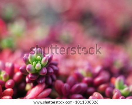 Colourful of glitter bokeh and blur soft focus of tree abstract background./Tree in the picture named Portulaca Grandiflora Hook) or Rose mose.