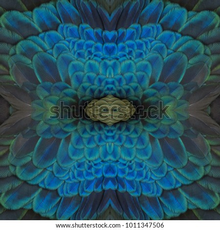 Background image made of peacock feathers