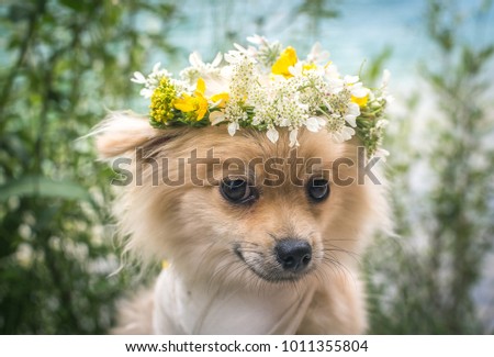 Portrait of Pomeranian puppy with circlet of flowers. 