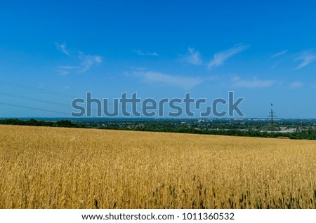 Field of the ripe yellow wheat on summer