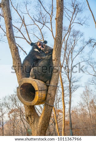 bear cubs play in a tree, climbed high on the branches and a cute bite each other. in nature