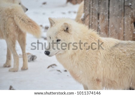 Beautiful leader of pack of white wolfs in snowy winter forest