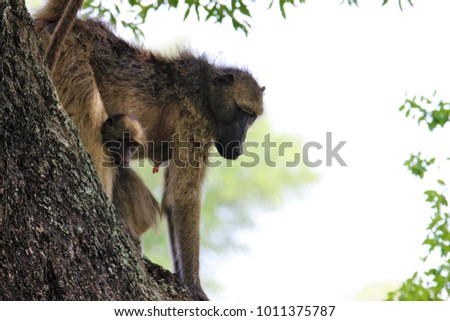 Baby baboon enjoying the safety of his mother high up in a tree.