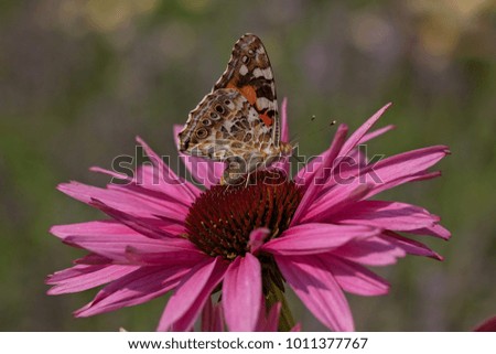 colorful butterfly on the open  pink flower in nature, note shallow depth of field