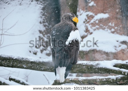 Bright white-tailed eagle with yellow beak under snowfall in winter forest