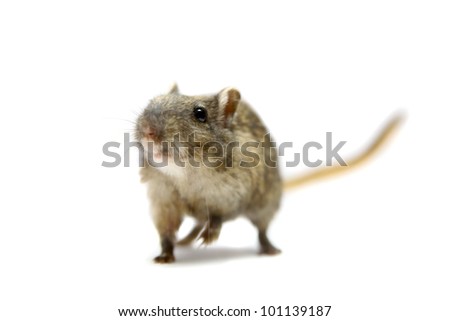 Brown gerbil, isolated on white background