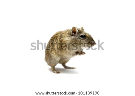 Brown gerbil, isolated on white background