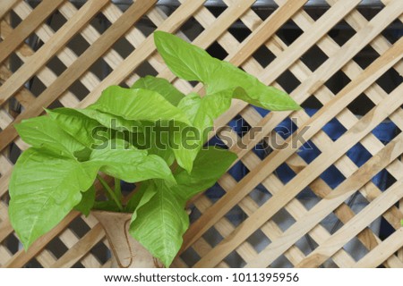 Green tree on the lath.