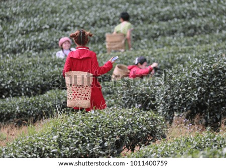the tourist Tea Photography At Chiang Rai Thailand for the background of the website / banner background.