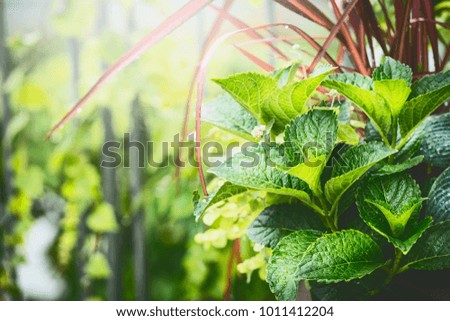 Summer ornamental plant in green garden ,  outdoor nature