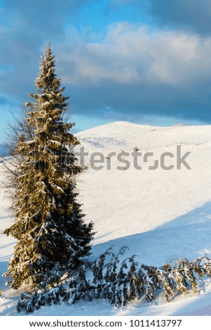 Evening winter calm mountain landscape with beautiful frosting trees and ski track trace thrue snowdrifts on mountain slope (Carpathian Mountains, Ukraine)