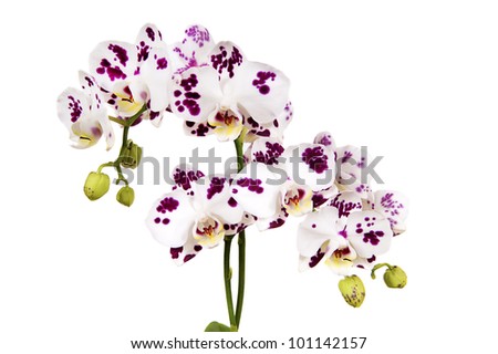 black and white funny butterfly orchid branch with purple spots isolated on white
