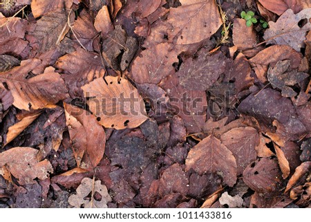 Winter dry leaves on the ground texture. Autumn leaves in forest underfoot. Forest leaves on de plano surface. Mountain leaves structure, overhead shot. Forest foliage surface. Forest pathway texture.