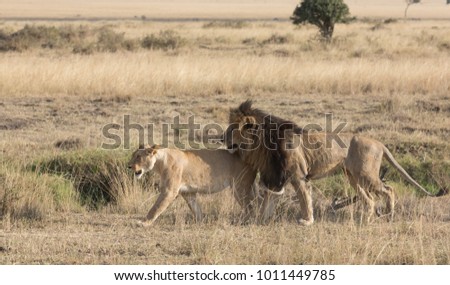 Male and female of lion are meeting into savannah in Africa. It is good pictures of wildlife.
