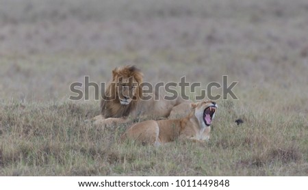 Male and female of lion are meeting into savannah in Africa. It is good pictures of wildlife. It is excellent photos shot in good soft light.