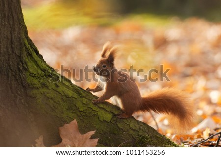 Squirrel posing for a picture