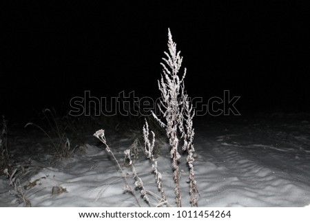 Dry grass on the field, covered with snow at night with artificial lighting.