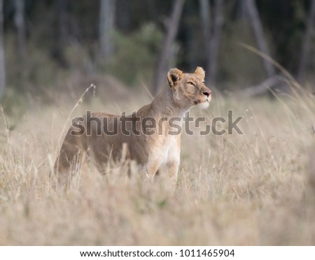 Lioness lives into savannah in Africa. Female of lion is going through Africa's savannah. It is good pictures of wildlife. It is excellent photos shot in good soft light.
