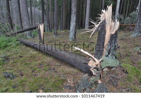 forest damaged by wind, southern Bohemia, Czech Republic