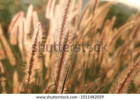 Beautiful vintage nature picture of sunset with grass flower in field and sun and sunlight