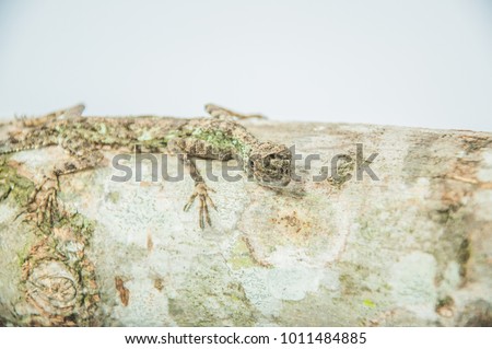 Small Reptile with Studio Photography