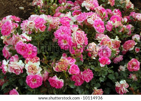 Pink and white roses on green grass background
