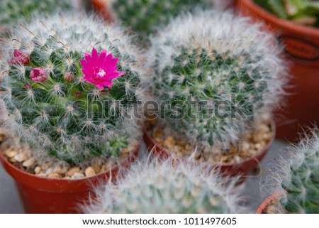 Group of cactus in a pot