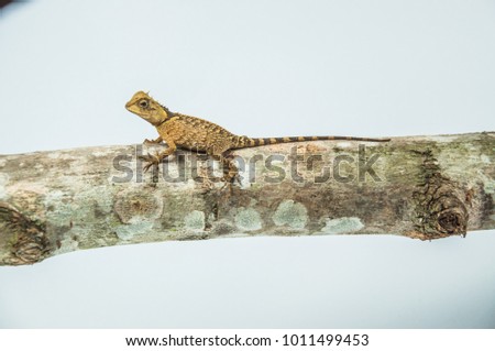 Reptiles with studio photography and white background scenes