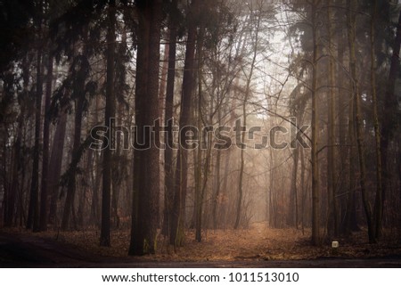 Misty foggy forest path