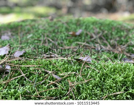 Green moss in a sunny forest in Belarus