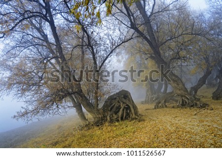 Mystical fantastic picture-creeping in a fog old curve trees