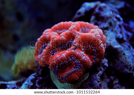 Red Acanthastrea LPS coral in aquarium tank Royalty-Free Stock Photo #1011532264