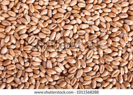 Wheat seeds background texture, top view